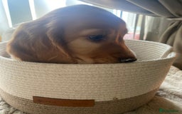 Cocker Spaniel dogs for sale: litter of 6 pedigree cocker spaniel puppies. - Image 25