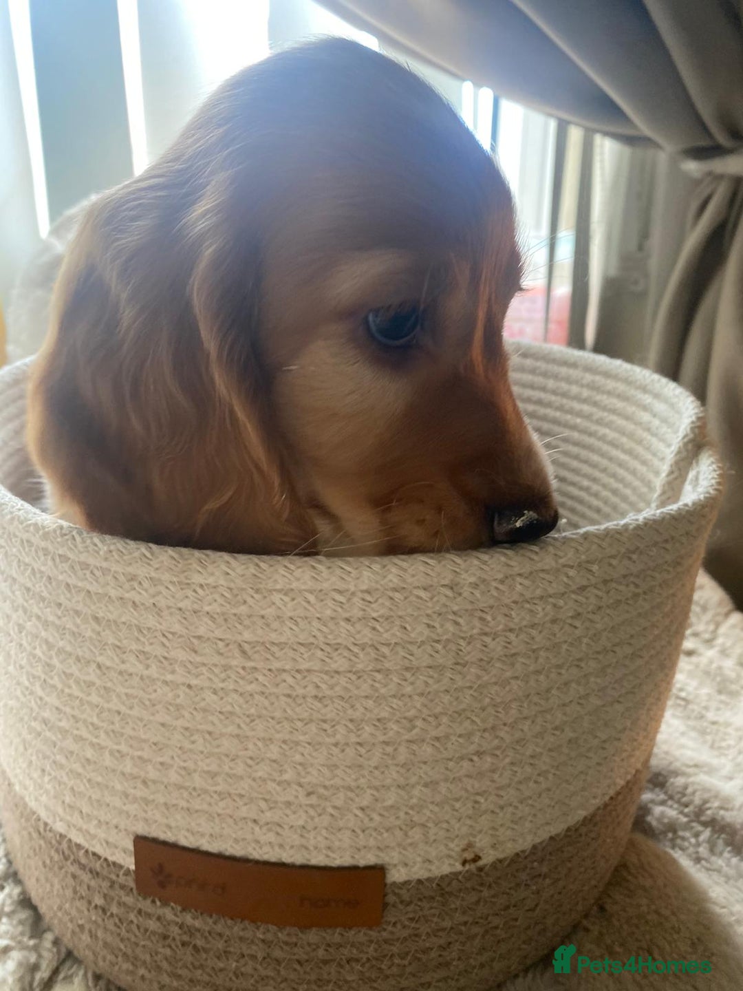 Cocker Spaniel dogs for sale: litter of 6 pedigree cocker spaniel puppies. - Image 25