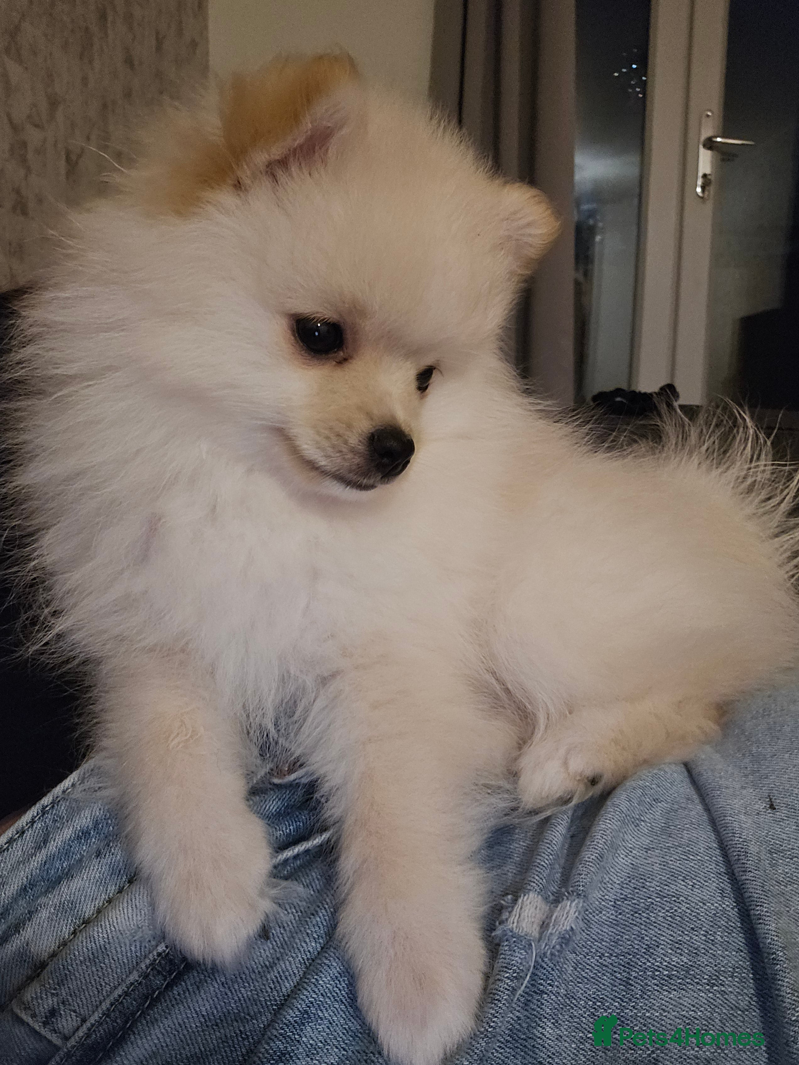 Pomeranian dogs 🩷 1 girl available white/cream 🩷 - Advert 1