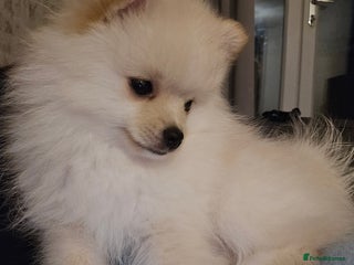 Pomeranian dogs 🩷 1 girl available white/cream 🩷 - Advert 8