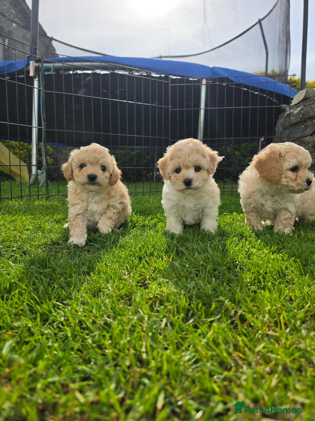 Mixed Breed dogs for sale: 5 Gorgeous Cavapoochons  - Advert 13