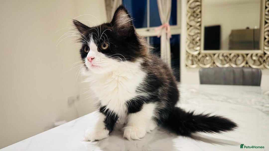 Mixed Breed cats for sale: Male and female kittens available - Advert 2