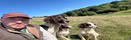 English Springer Spaniel dogs for sale: Excellent quality kc springer spaniel pups  - Advert 35