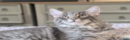Maine Coon cats for sale: 3 male Mainecoons  - Advert 6