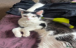 British Longhair cats for sale: 5 month old kittens for sale  - Image 7