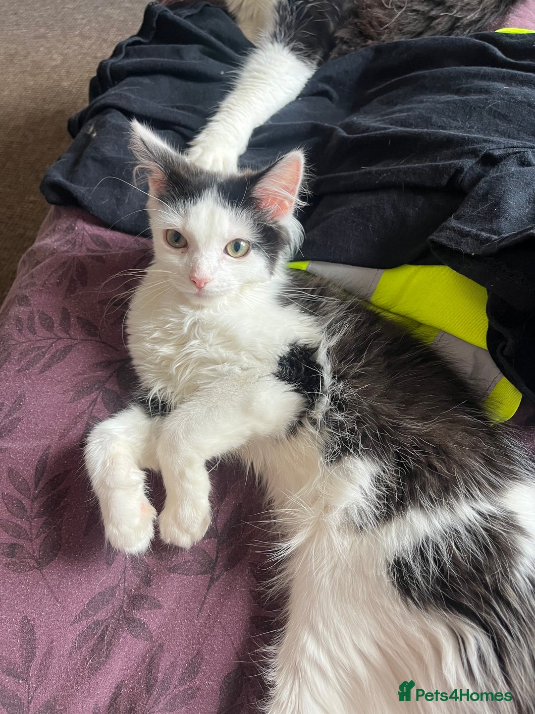 British Longhair cats for sale: 5 month old kittens for sale  - Image 7