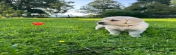 Golden Retriever dogs for sale: KC Registered Golden Retriever puppies in Pencader - Advert 23