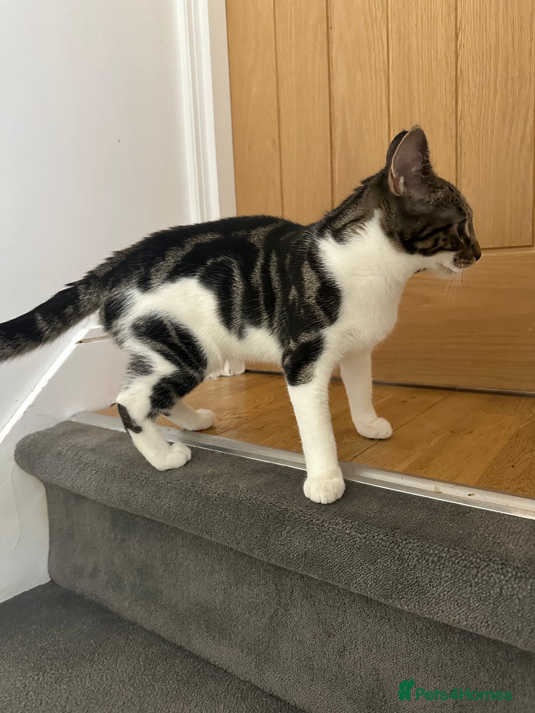 Mixed Breed cats for sale: Kitten - Advert 3