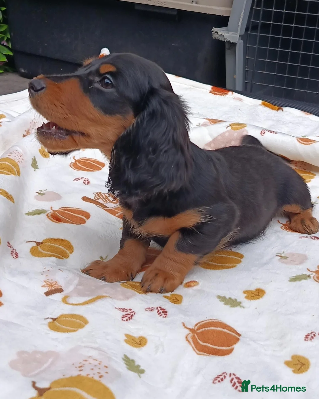Miniature Dachshund dogs for sale: FULLY VAX "TALLY" MINI LH  KC REG PRA CLEAR - Advert 1