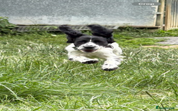 Cocker Spaniel dogs for sale: Working Cocker Spaniel  - Image 11