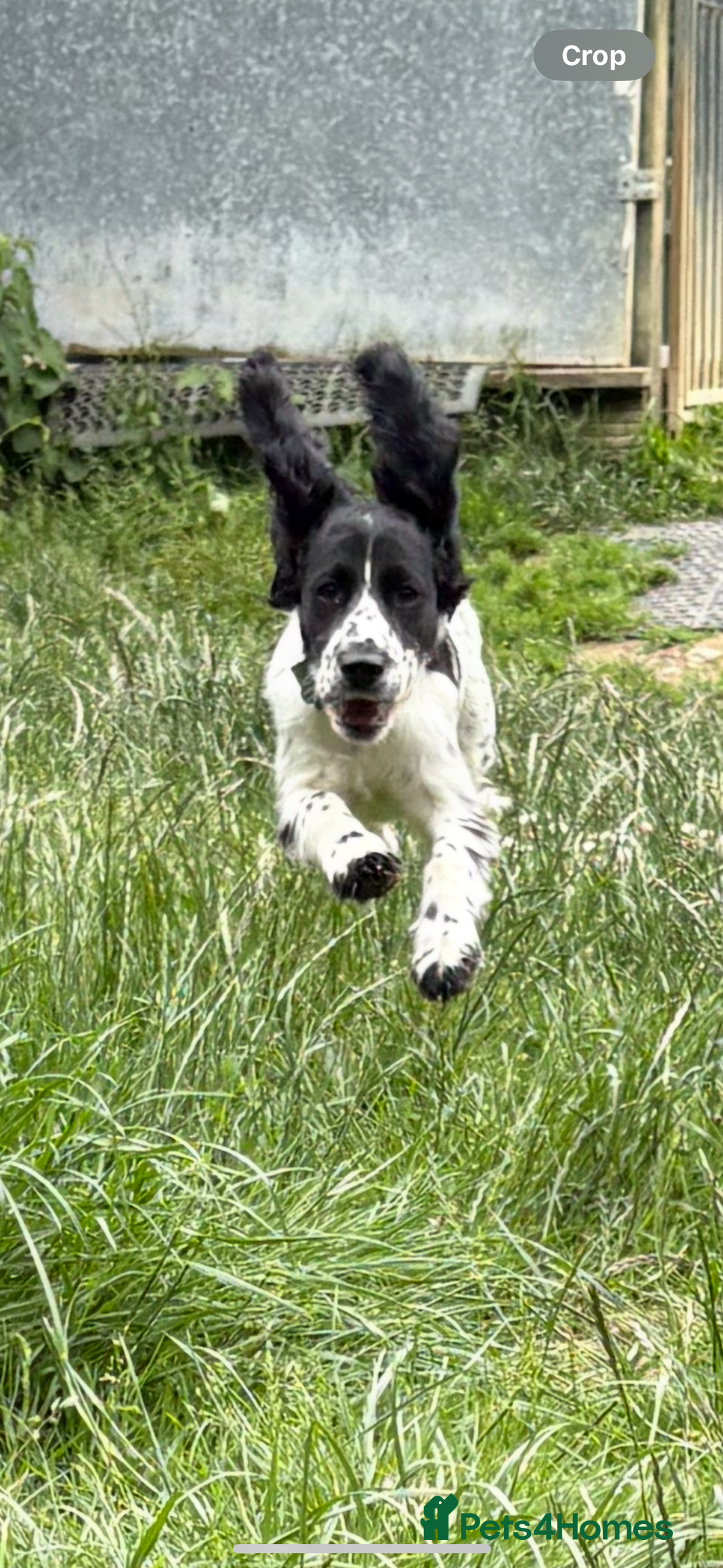 Cocker Spaniel dogs for sale: Working Cocker Spaniel  - Image 11