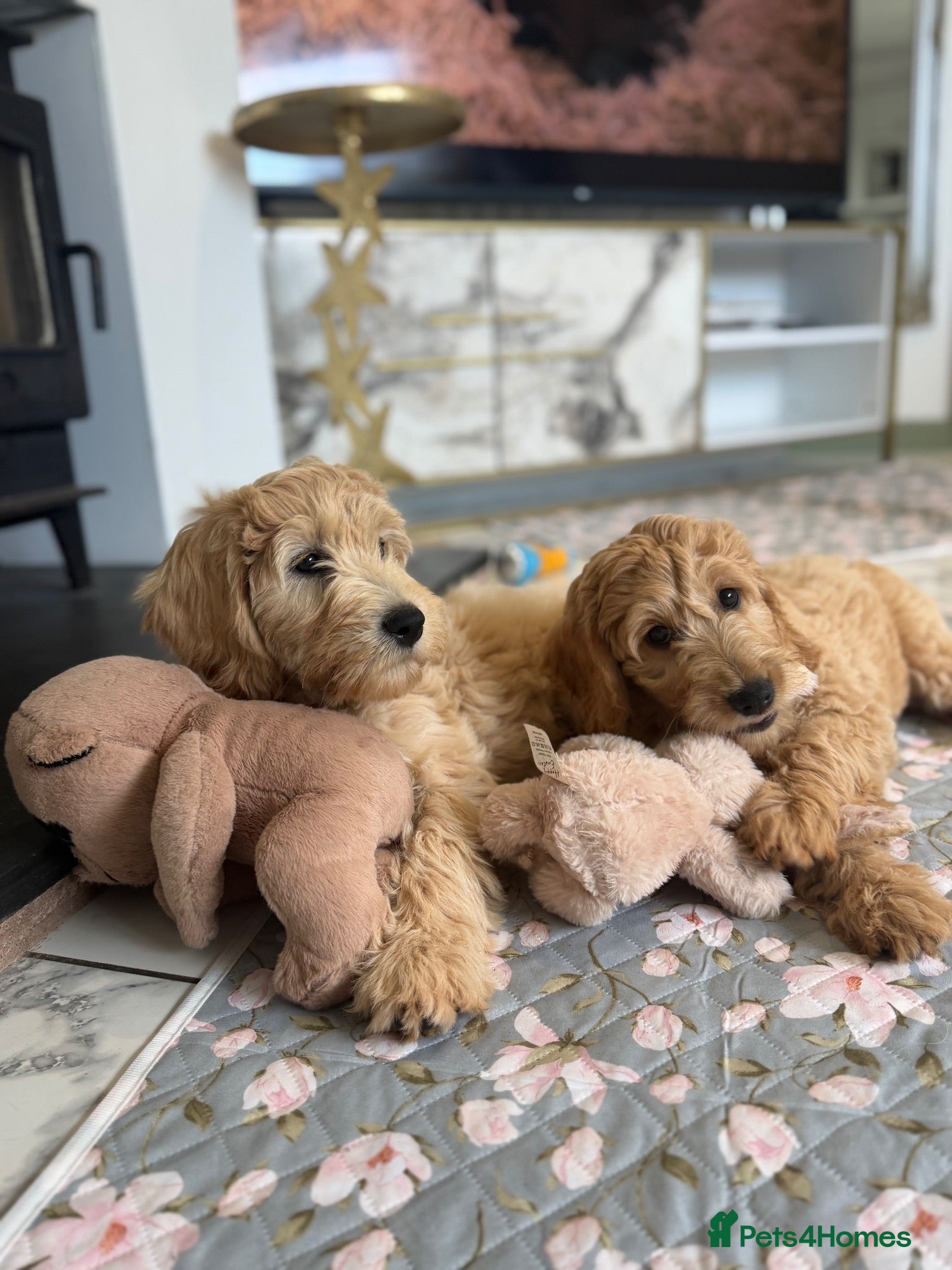 Goldendoodle dogs Beautiful Goldendoodle Puppies Ready Now - Advert 5