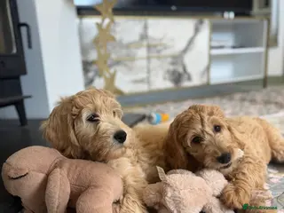 Goldendoodle dogs Beautiful Goldendoodle Puppies Ready Now - Advert 5