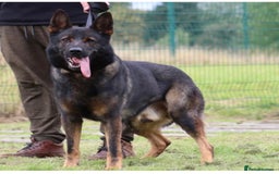 German Shepherd dogs for sale: 15 week old female German Sheppard  - Image 3