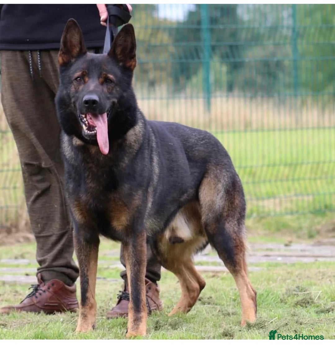German Shepherd dogs for sale: 15 week old female German Sheppard  - Image 3