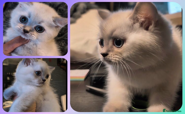British Shorthair cats - Advert 11
