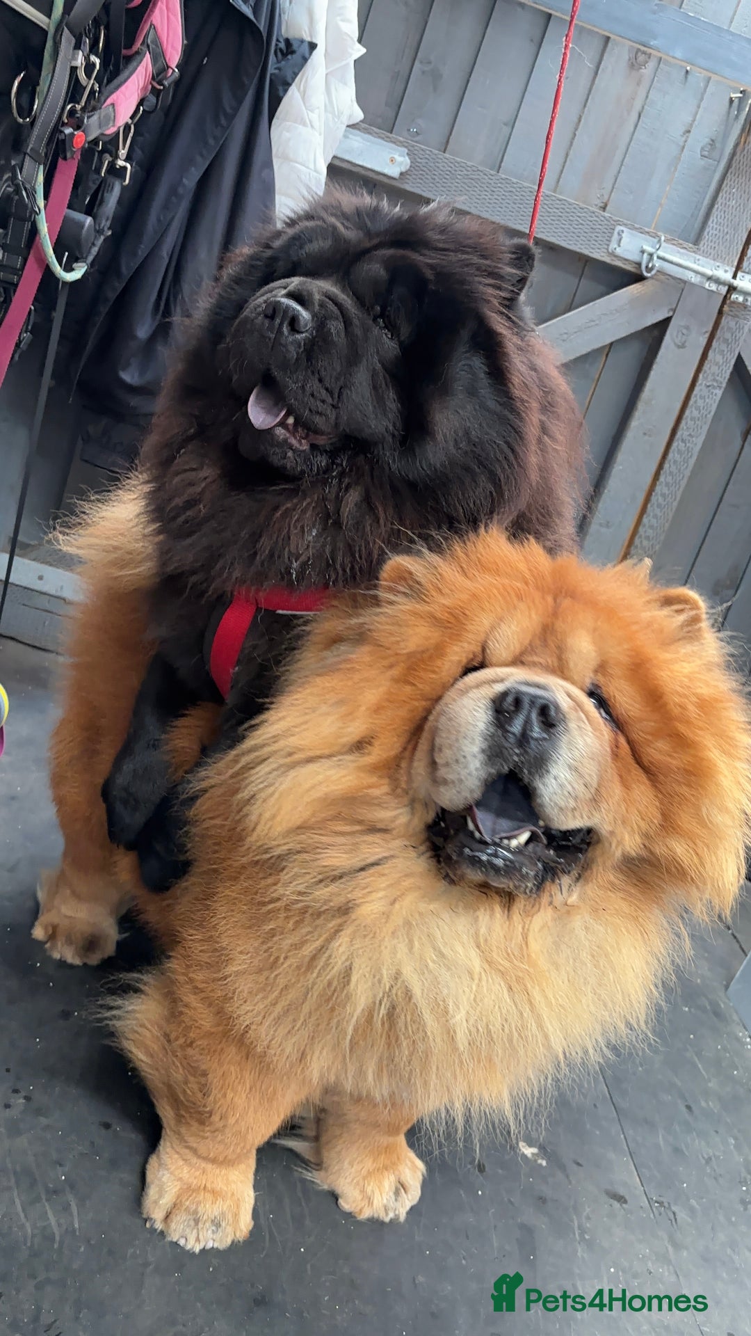 Chow Chow dogs for sale: 🐾Adorable Pedigree Chow Chow Puppies paw - Image 29