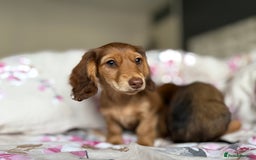 Dachshund dogs for sale: Kc . Reg. miniature longhair dachshund puppies  - Image 14