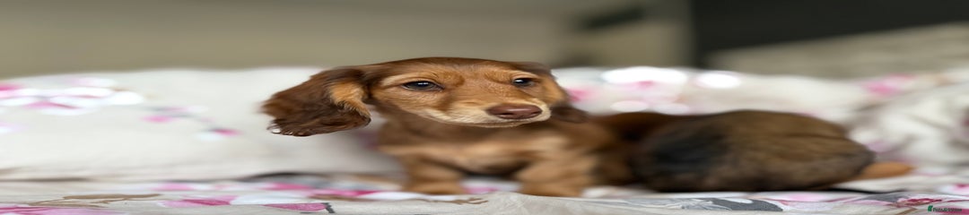 Dachshund Puppy 3