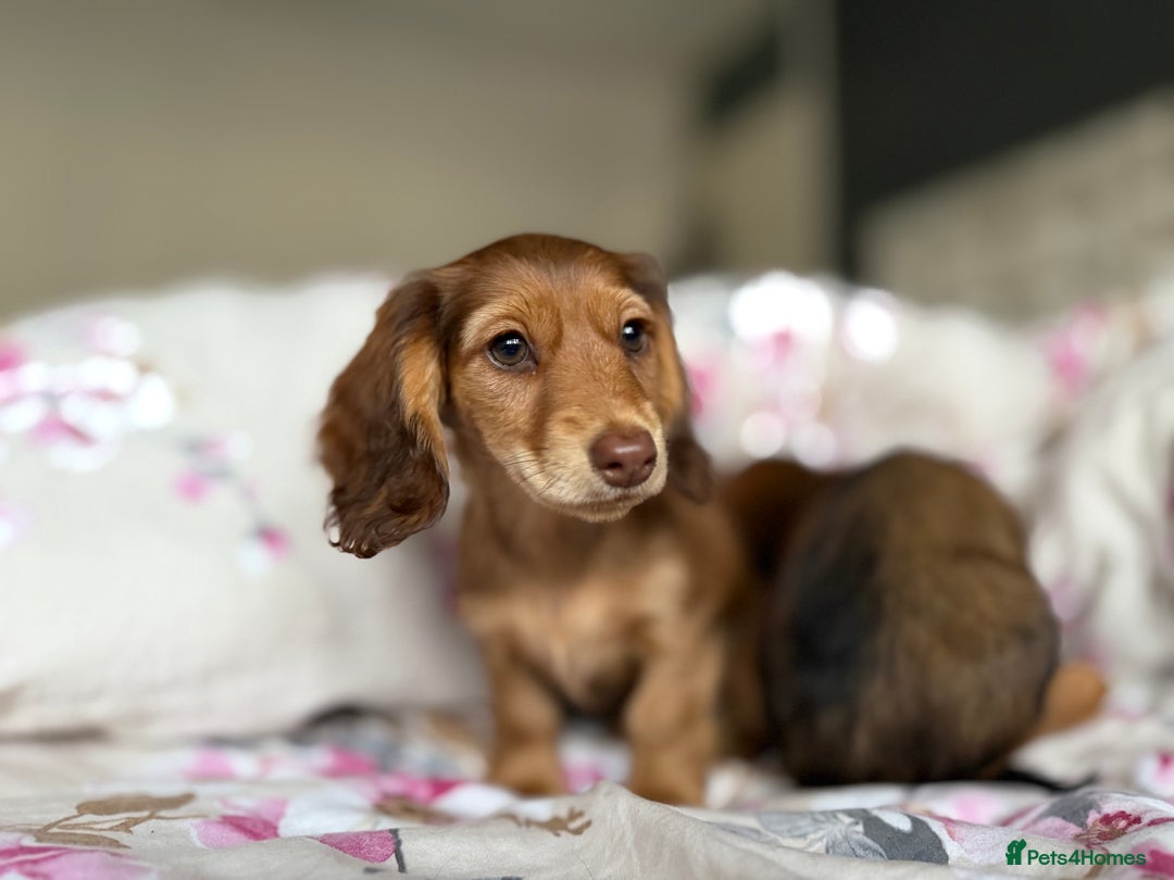 Dachshund dogs for sale: Kc . Reg. miniature longhair dachshund puppies  - Image 14