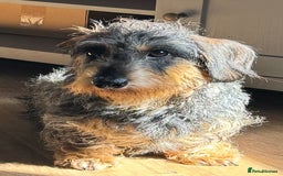 Dachshund dogs for sale: Standard wirehaired (Teckels)  - Image 2