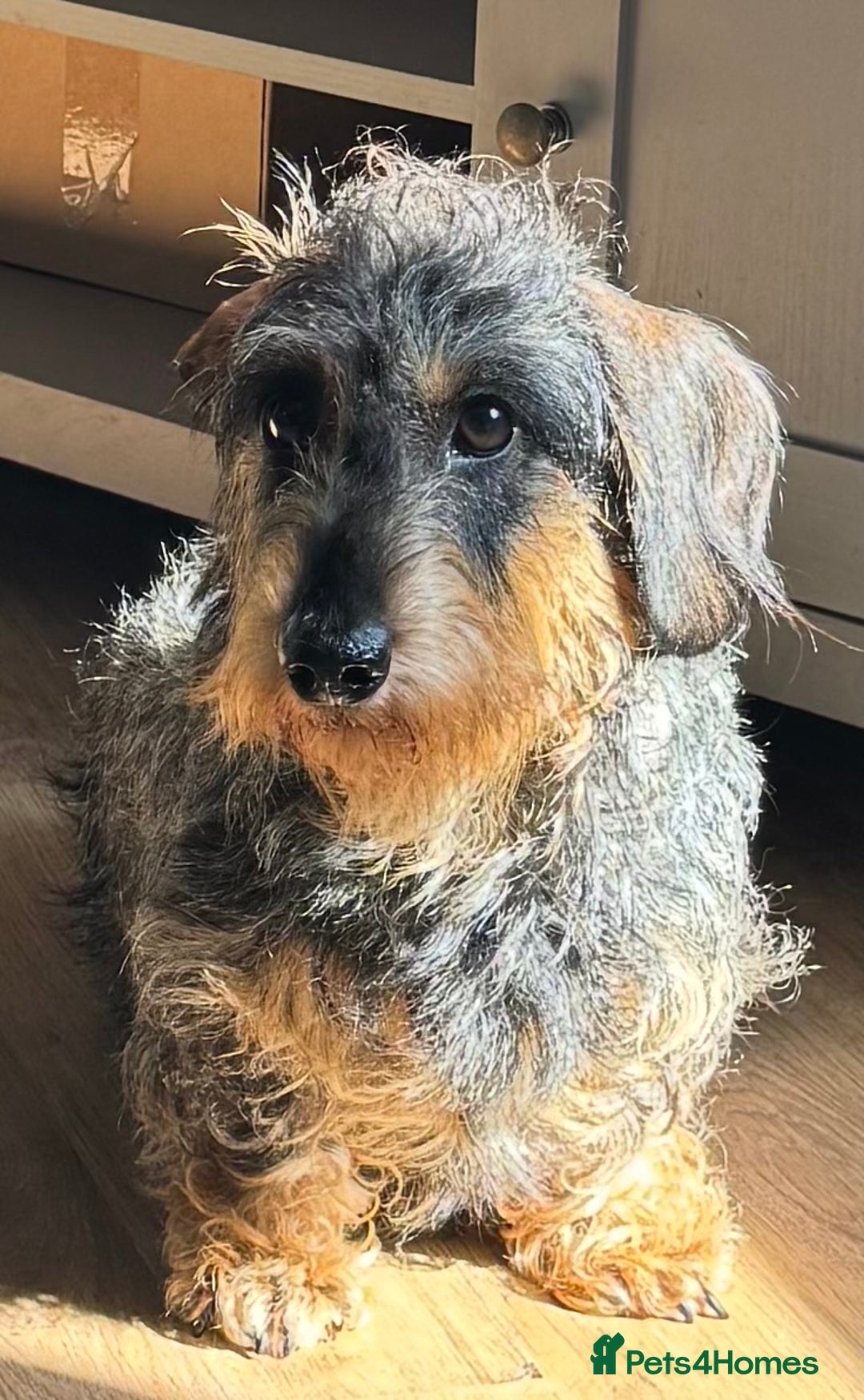 Dachshund dogs for sale: Standard wirehaired (Teckels)  - Image 2