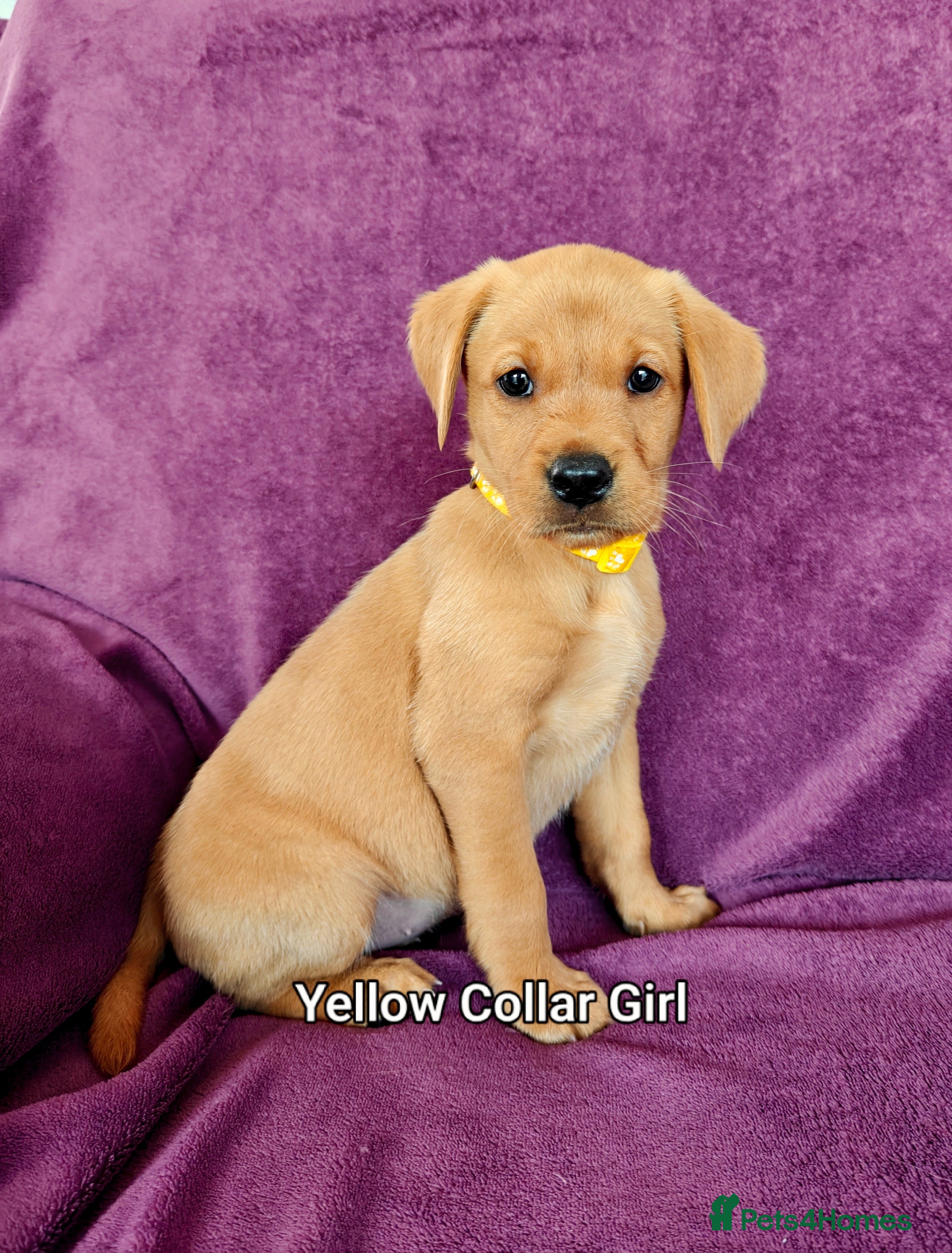 Labrador Retriever dogs Kc Reg Fox Red Labs From Health Tested Parents  - Advert 2
