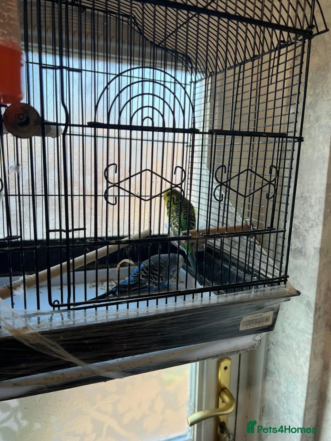 Budgerigars birds for sale: Budgerigars and cage - Advert 1