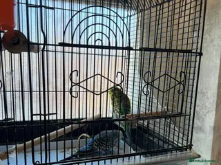 Budgerigars birds Budgerigars and cage - Advert 13