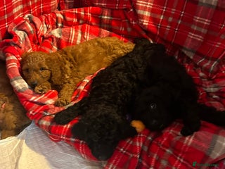 Cockapoo dogs 🐕🦺🐶ADORABLE COCKAPOO 🐶 🐕🦺 - Advert 1