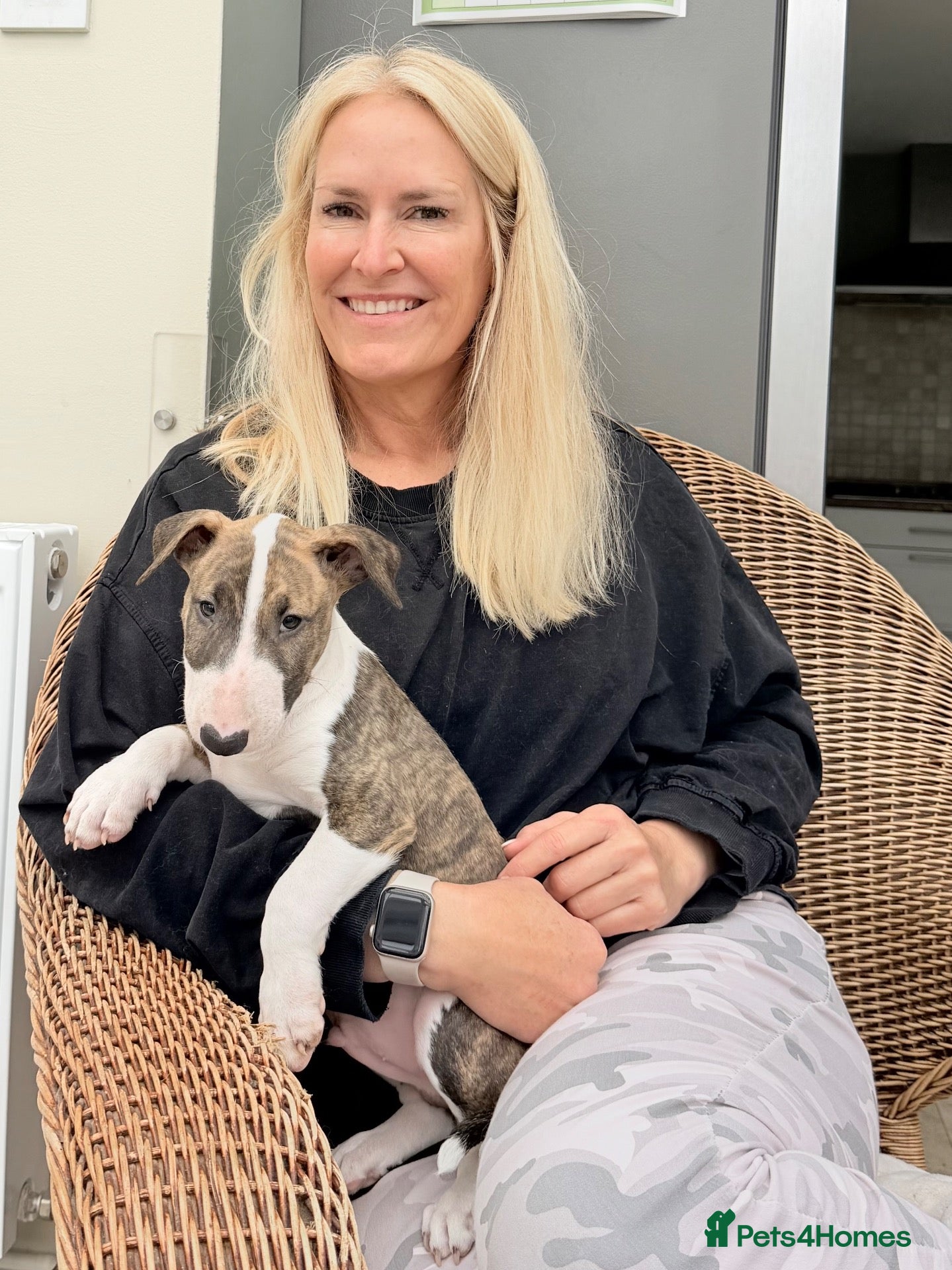 Bull Terrier dogs Champion bred healthy, chunky, friendly BT puppies - Advert 3