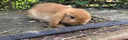 Lionhead rabbits for sale: 1 fluffy lionhead babies and 3 minilop babies  - Advert 5