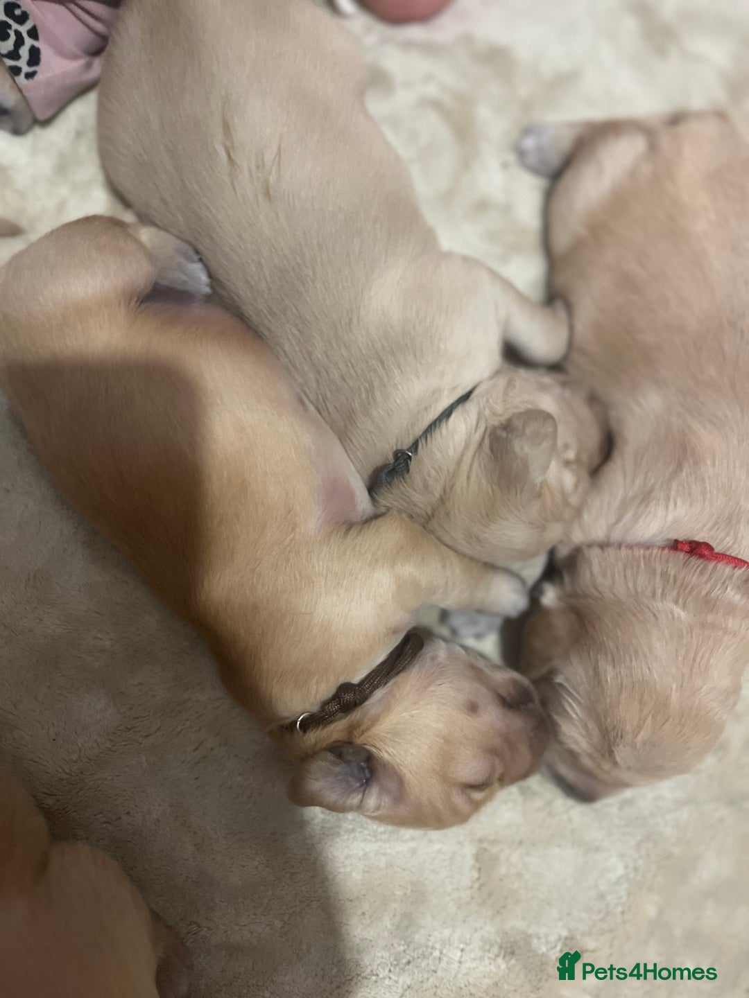 Golden Retriever dogs for sale: Pure bred Golden Retriever puppies - Image 11