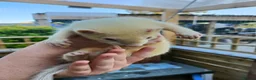 Ferret rodents for sale: Beautiful Ferret Kits for sale  - Advert 3