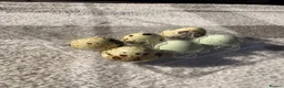 Quail poultry for sale: Quail Hatching eggs 🥚  - Advert 14