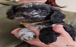 Cavapoo dogs for sale: 🐾 Gorgeous Health Tested F1 Cavapoo Puppies 🐶🐾 - Image 31