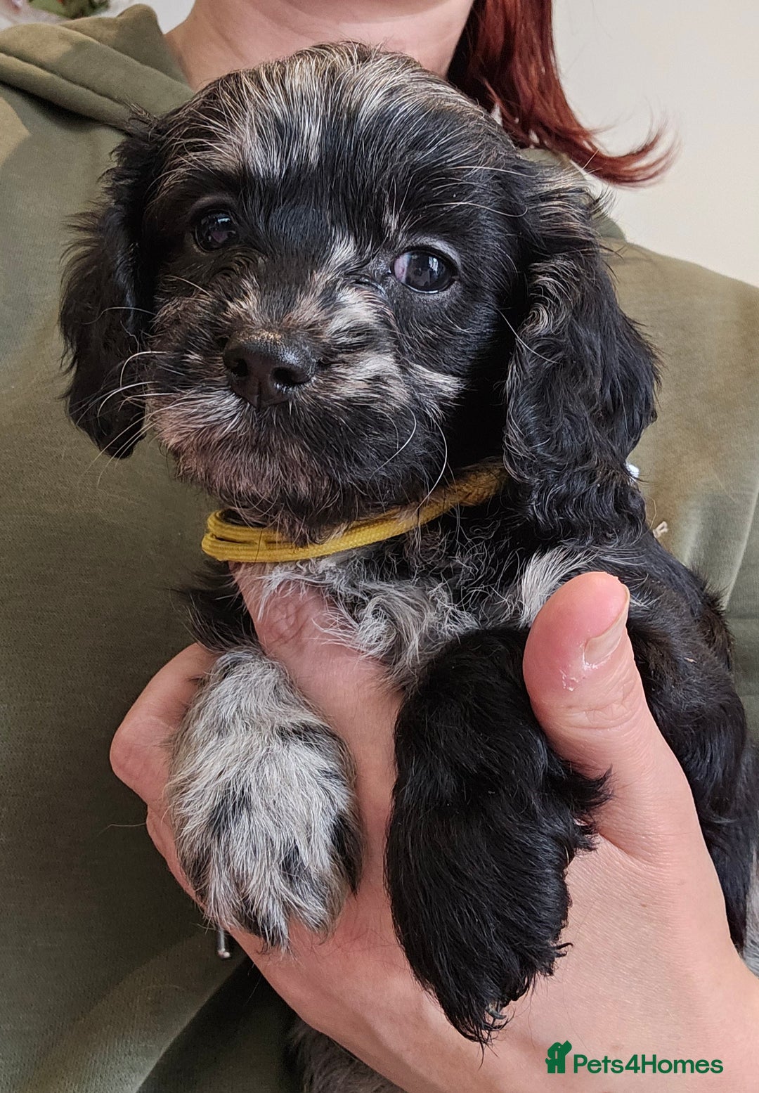 Cavapoo dogs for sale: 🐾 Gorgeous Health Tested F1 Cavapoo Puppies 🐶🐾 - Image 31