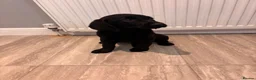 Labrador Retriever dogs for sale: Gorgeous Labradors  in Chelmsford - Advert 17