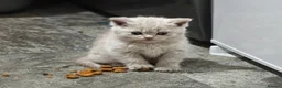 British Shorthair cats for sale: British shorthair  - Advert 5