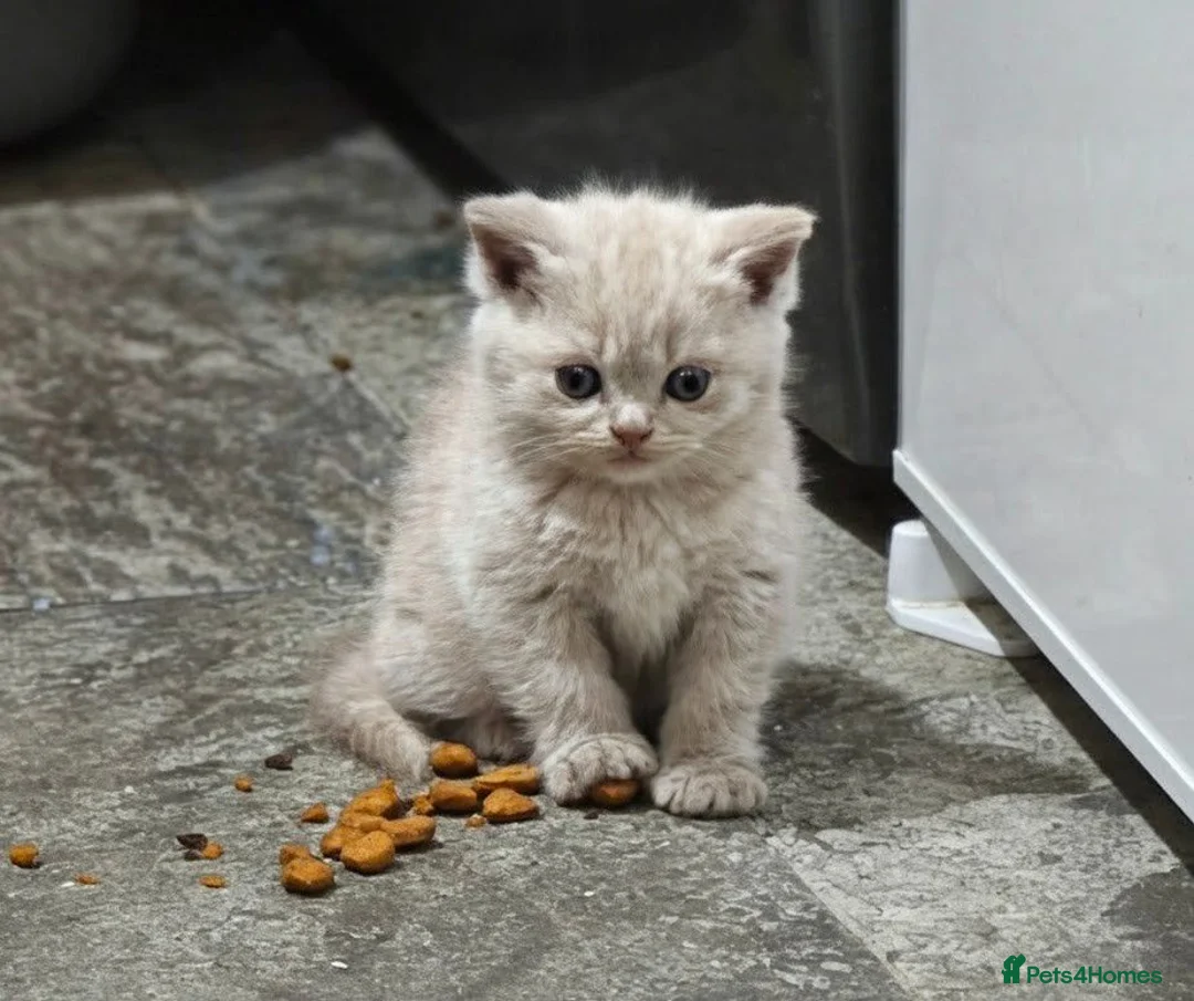 British Shorthair cats for sale: British shorthair  - Advert 5