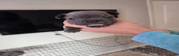 French Bulldog dogs for sale: French Bulldog pups - Advert 24