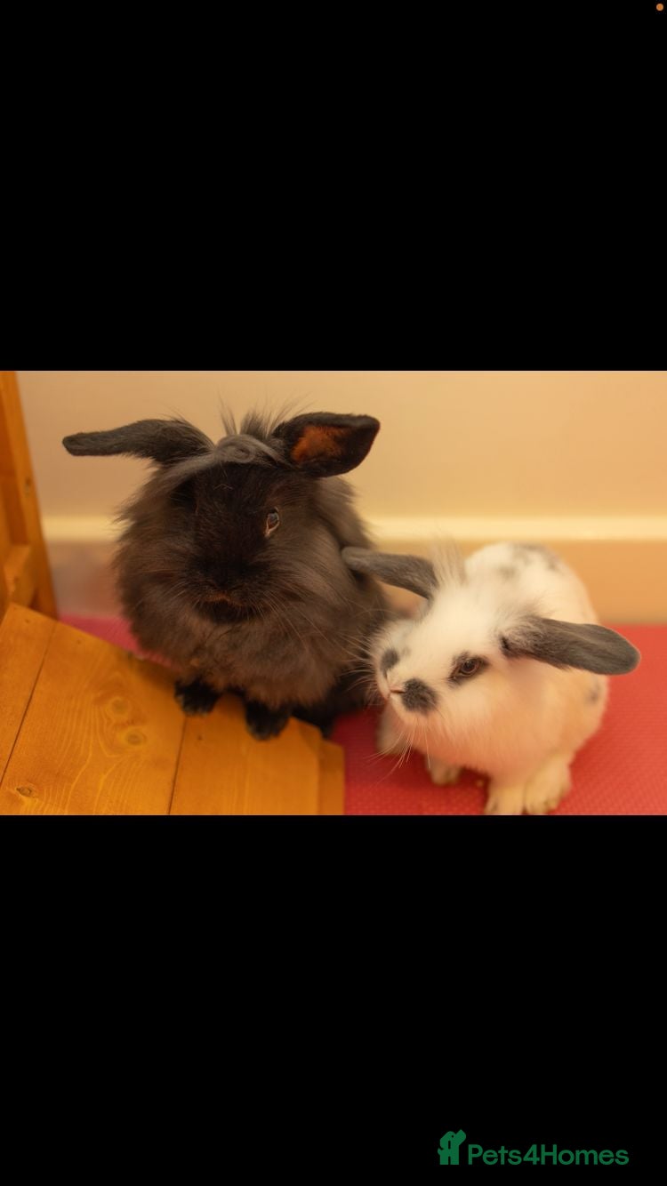 Mini Lion Lop rabbits 2 baby Mini Lion Lop for rehoming - Advert 12