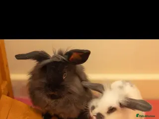 Mini Lion Lop rabbits 2 baby Mini Lion Lop for rehoming - Advert 12