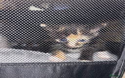 Mixed Breed cats for sale: Kittens mixed breed  - Image 10