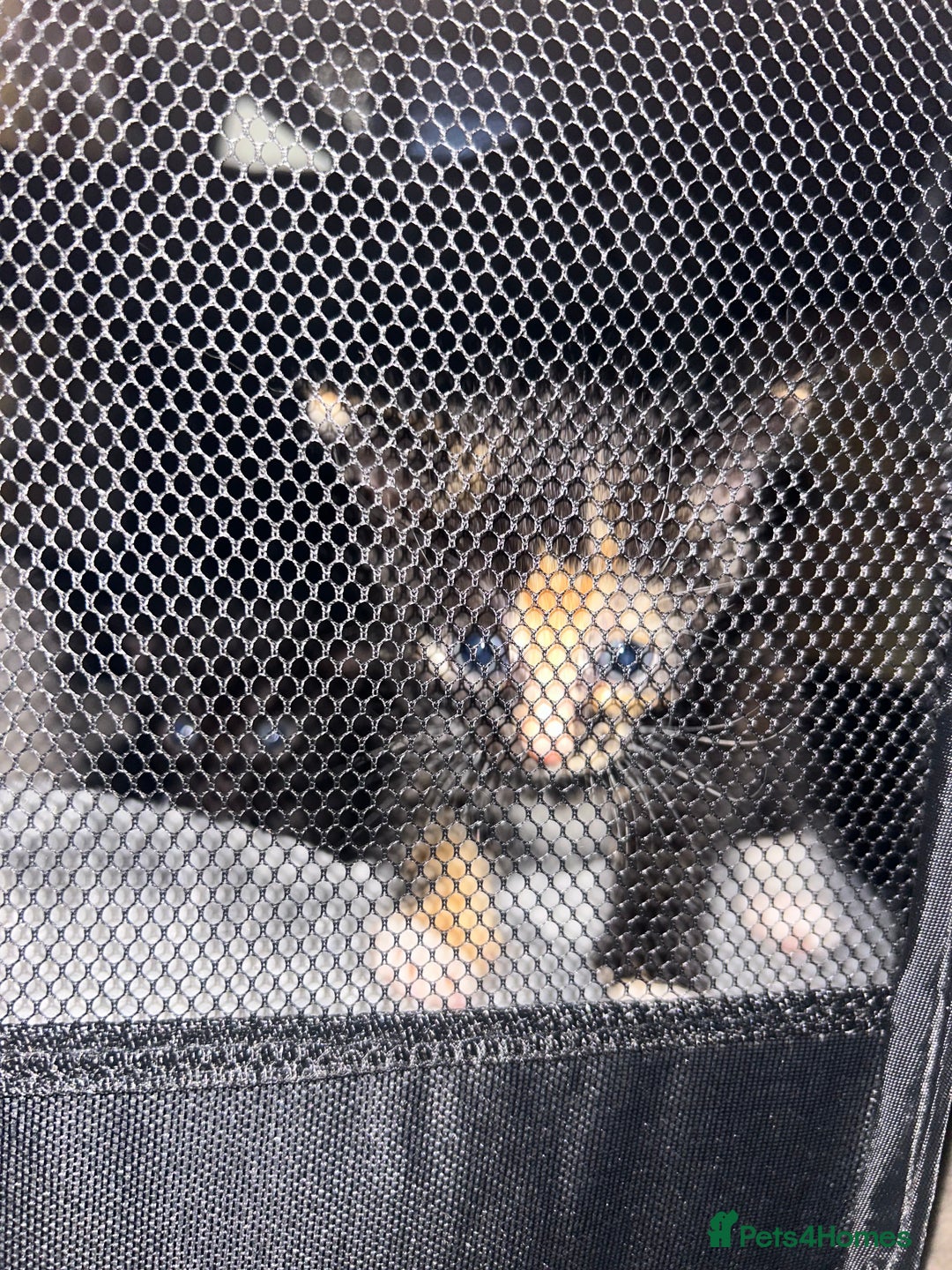 Mixed Breed cats for sale: Kittens mixed breed  - Image 10