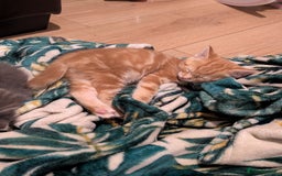 Mixed Breed cats for sale: Gorgeous kittens available soon - Image 4