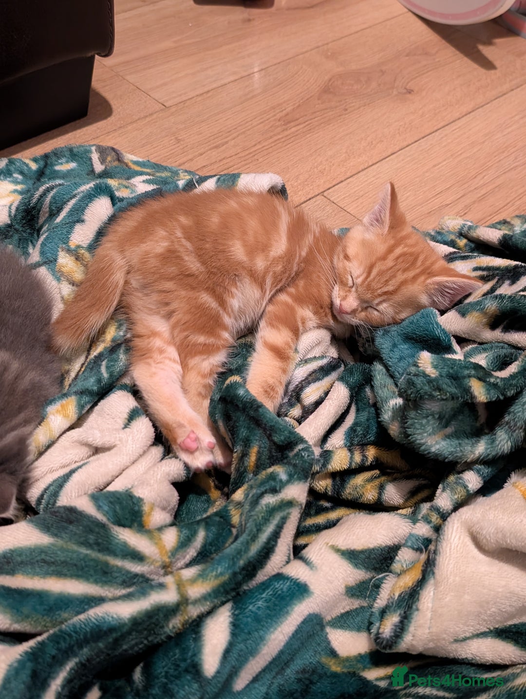 Mixed Breed cats for sale: Gorgeous kittens available soon - Image 4