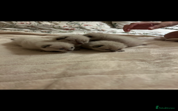 Ragdoll cats for sale: 4 beautiful pure ragdoll kittens  - Image 13