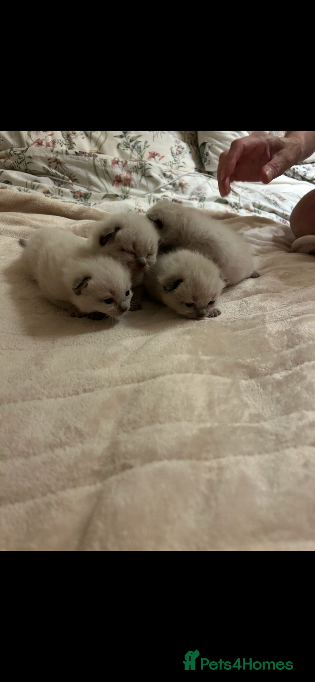 Ragdoll cats for sale: 4 beautiful pure ragdoll kittens  - Image 13