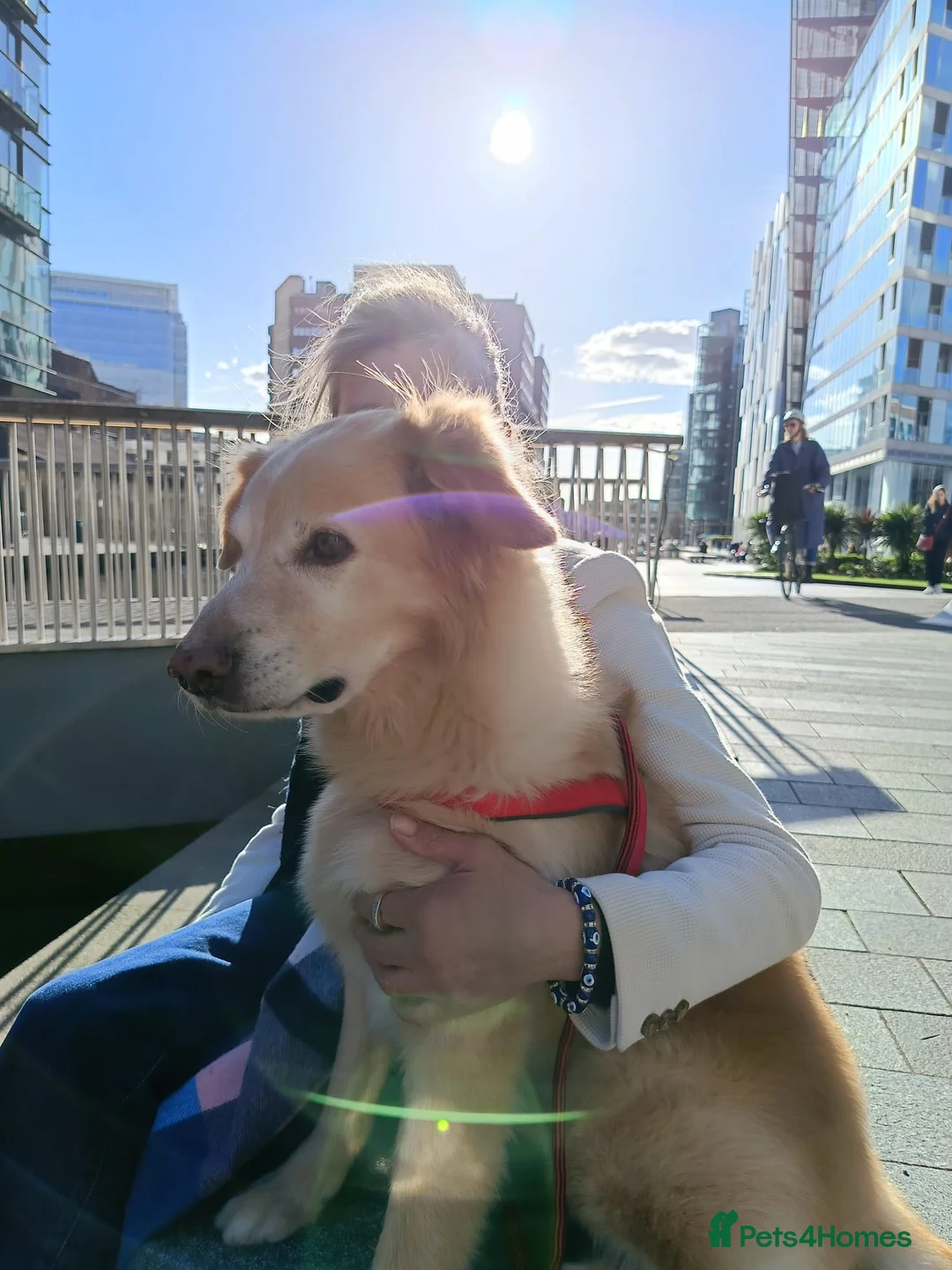 Mixed Breed dogs for stud: Toffee  in London - Advert 2